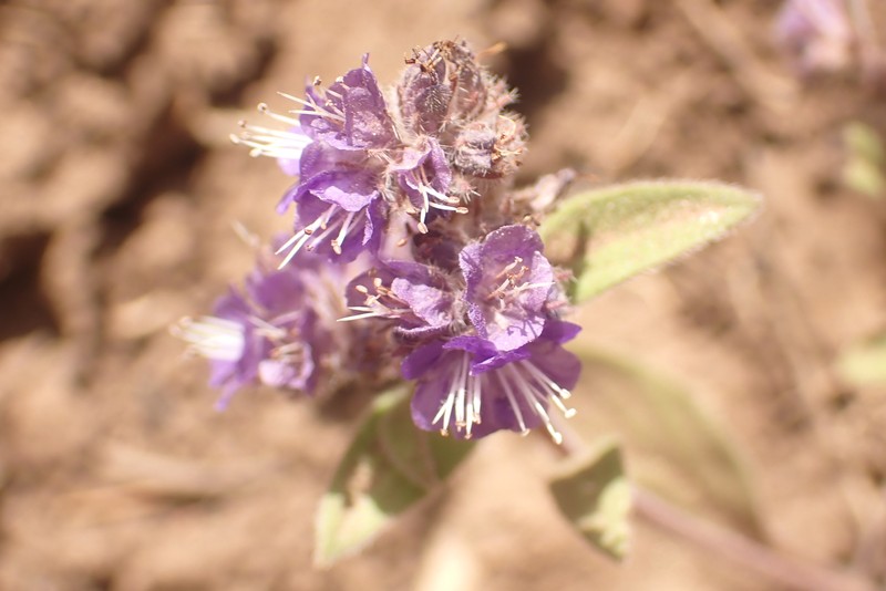 Phacelia humilis var. humilis photo 5