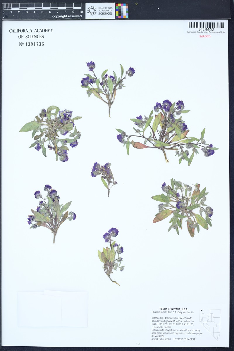 Phacelia humilis var. humilis photo 6