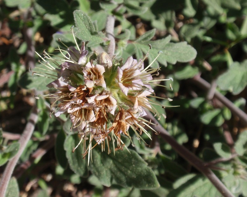 Waterleaf Phacelia