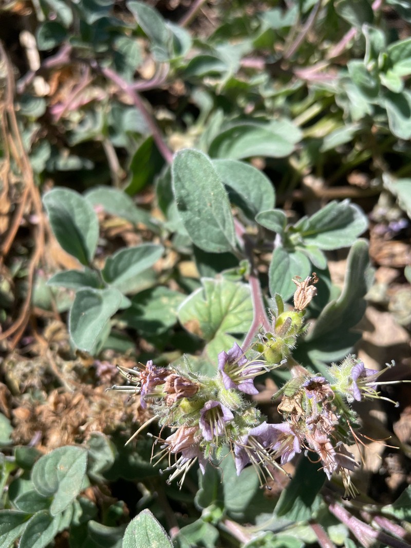 Waterleaf Phacelia photo 2