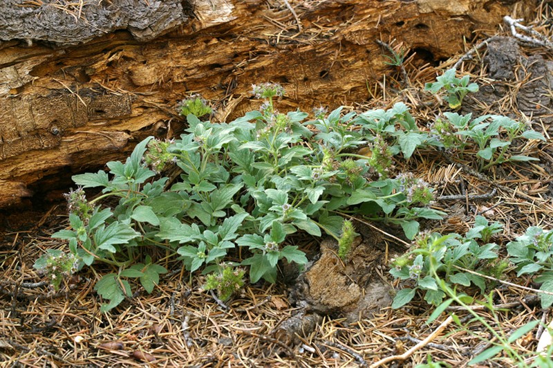 Waterleaf Phacelia photo 3