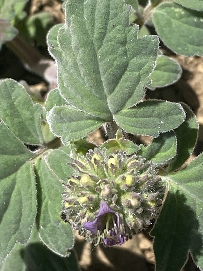 Waterleaf Phacelia photo 4