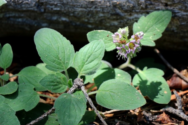 Waterleaf Phacelia photo 5