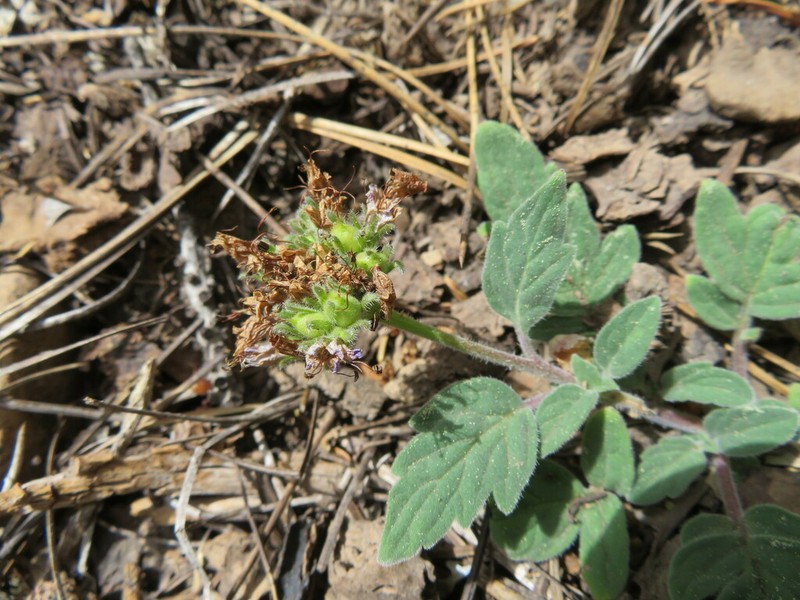 Waterleaf Phacelia photo 6