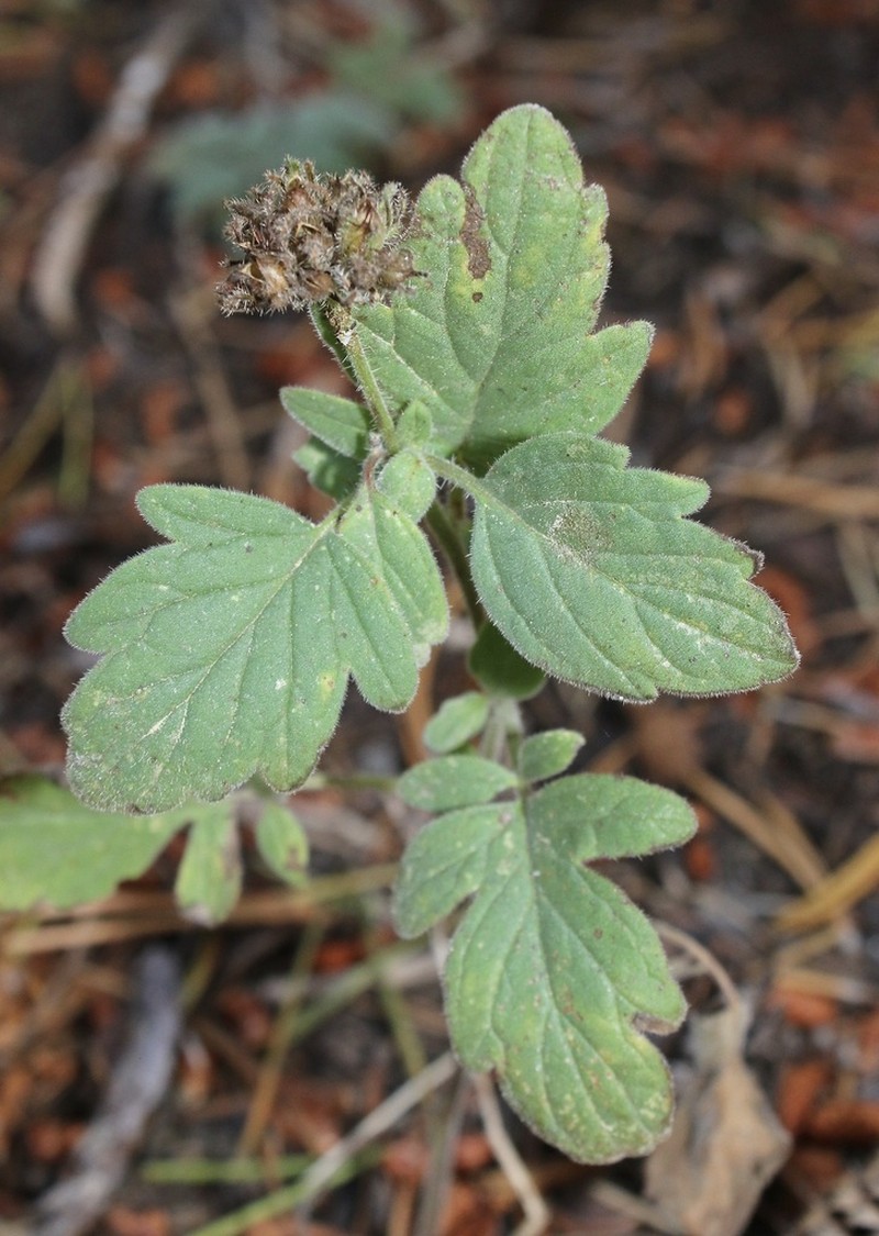 Waterleaf Phacelia photo 7