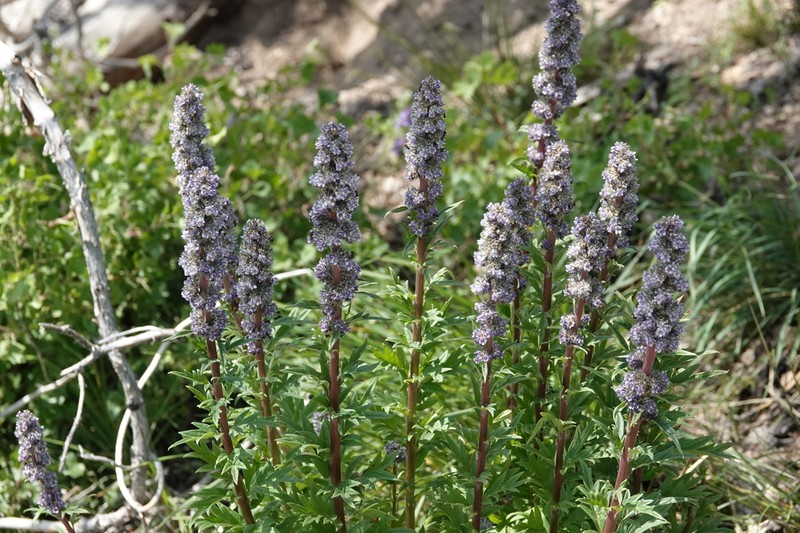 Idaho Phacelia