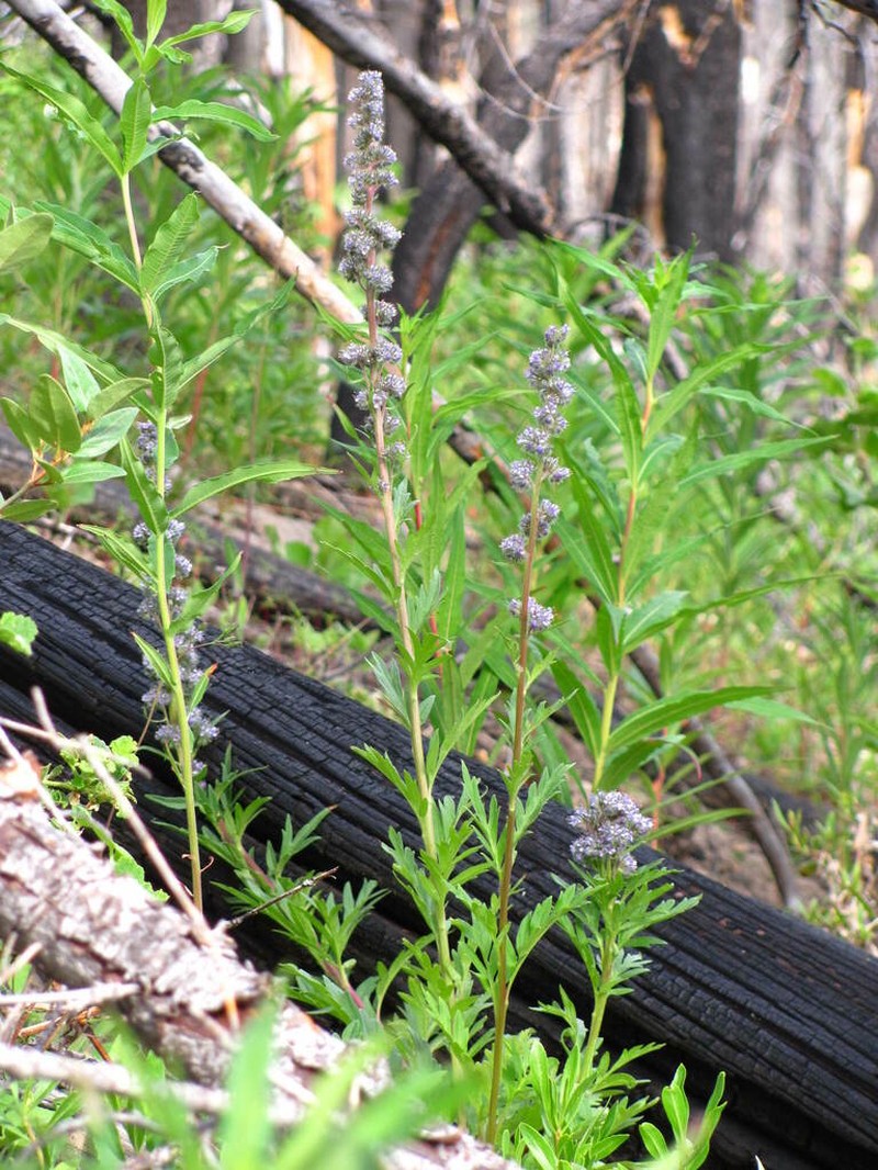 Idaho Phacelia photo 2