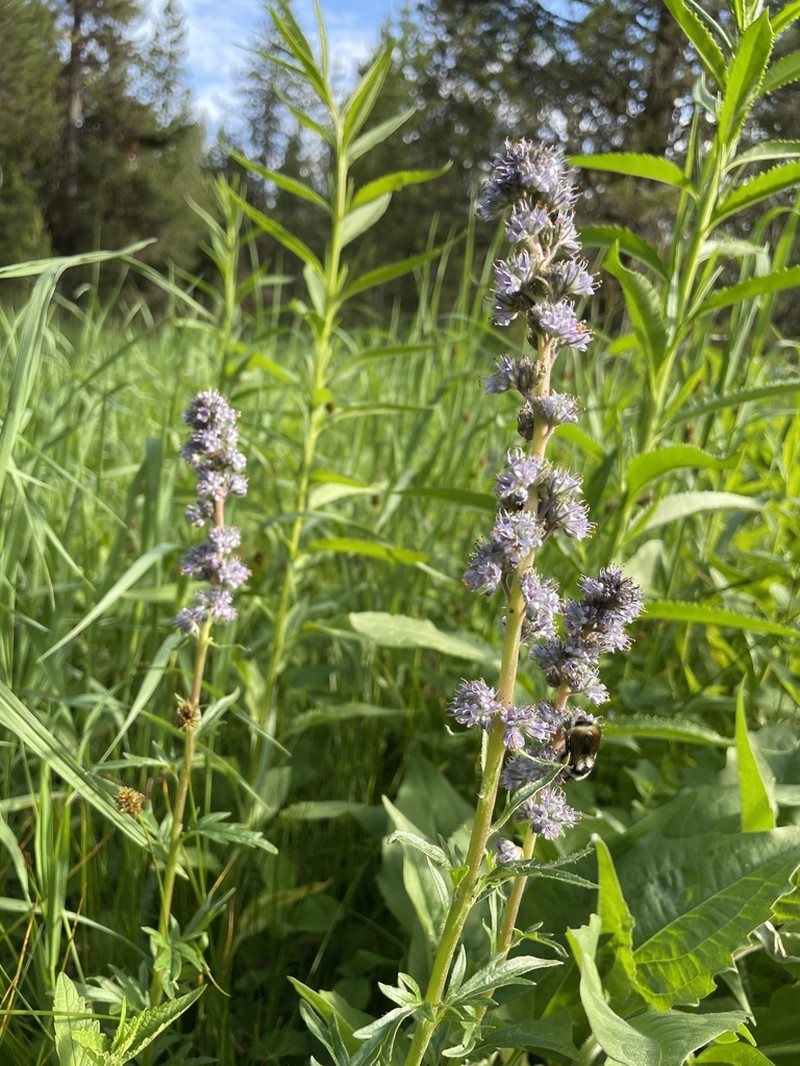 Idaho Phacelia photo 3