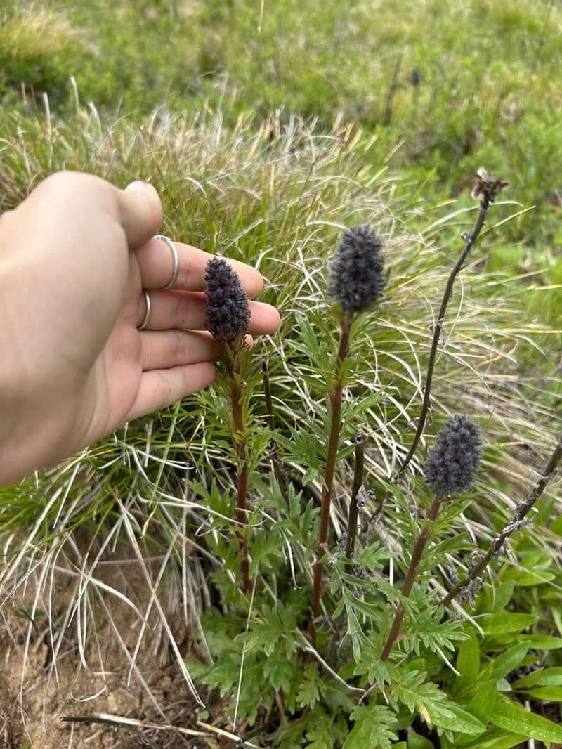 Idaho Phacelia photo 4