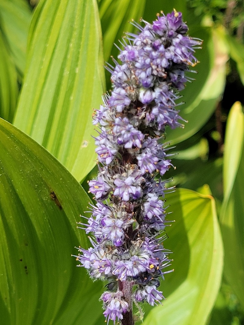 Idaho Phacelia photo 5