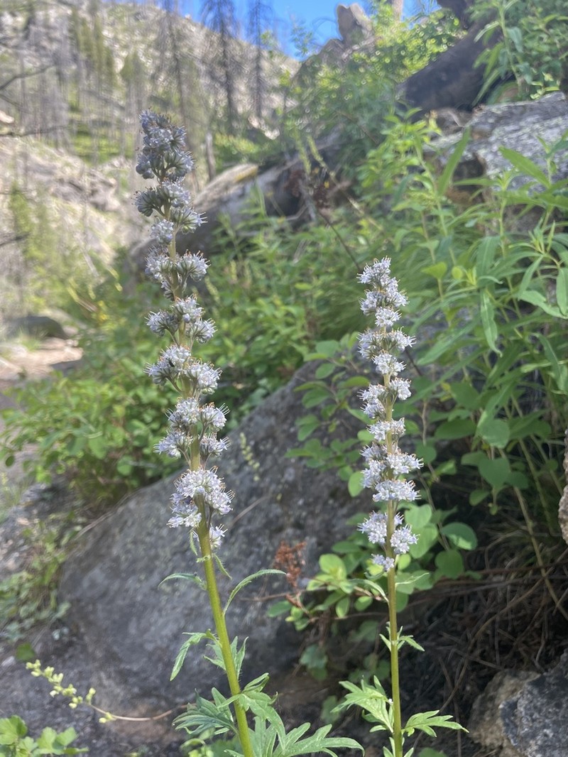 Idaho Phacelia photo 6