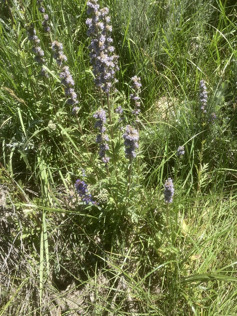 Idaho Phacelia photo 7