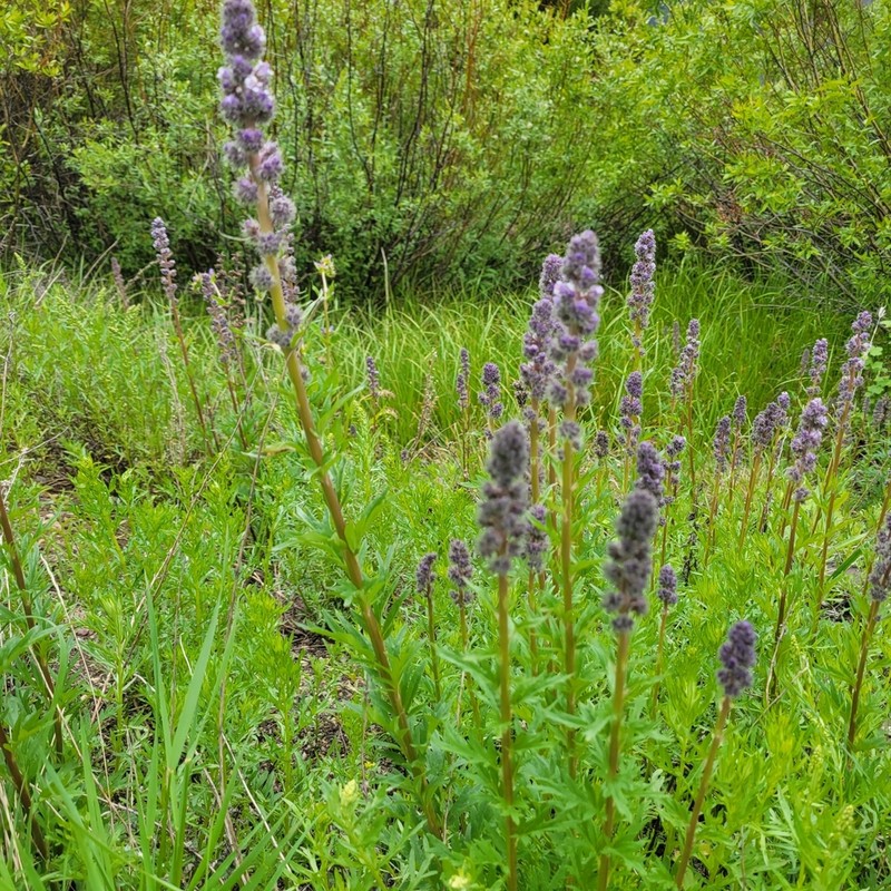 Idaho Phacelia photo 8