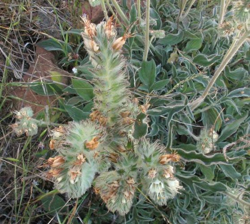 Imbricate Phacelia