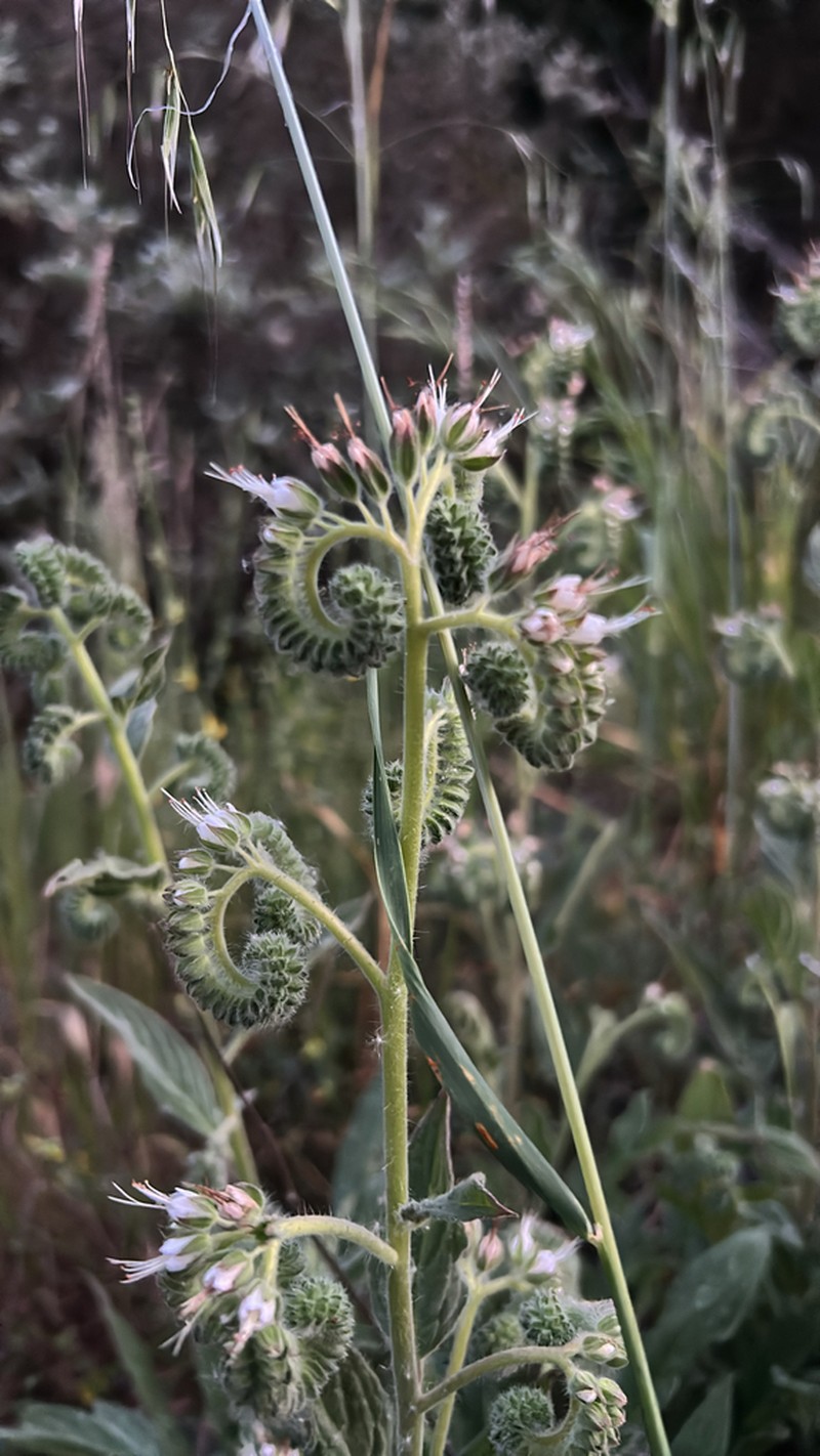 Imbricate Phacelia photo 2