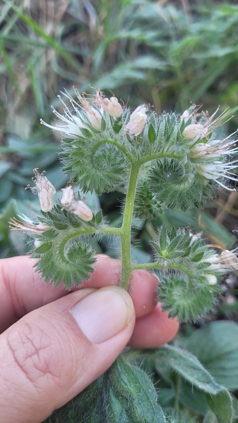 Imbricate Phacelia photo 3