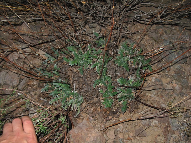 Imbricate Phacelia photo 4
