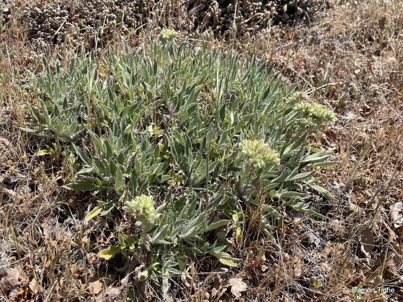 Imbricate Phacelia photo 5