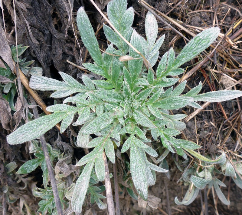 Imbricate Phacelia photo 6
