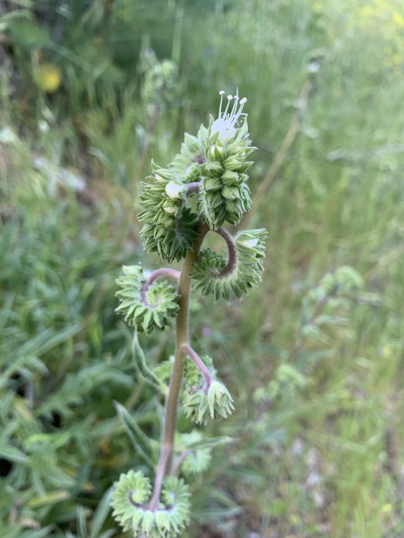 Imbricate Phacelia photo 7