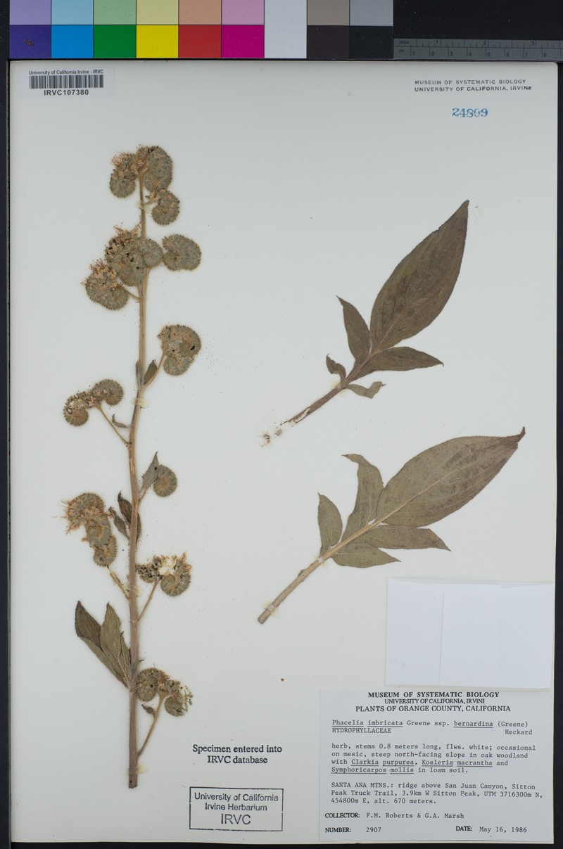 Phacelia imbricata var. bernardina