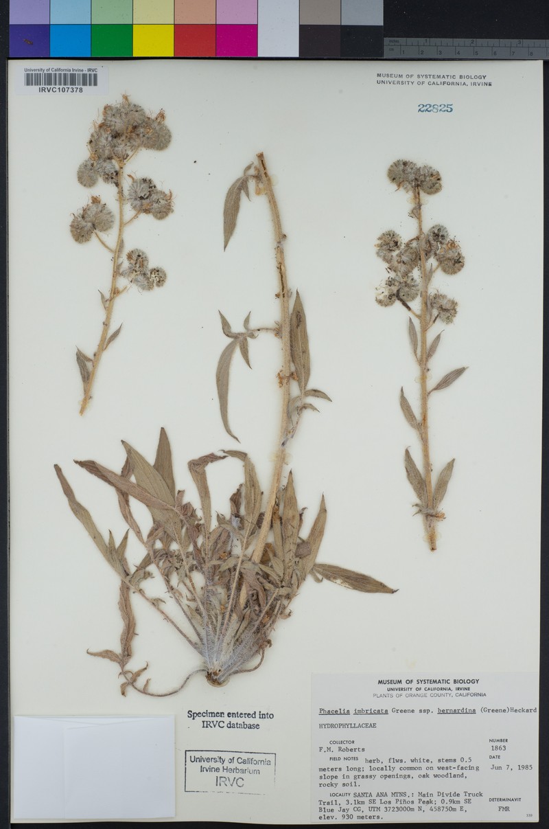Phacelia imbricata var. bernardina photo 2