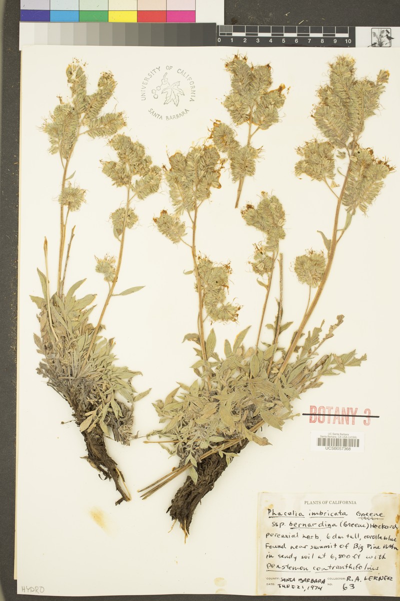 Phacelia imbricata var. bernardina photo 3