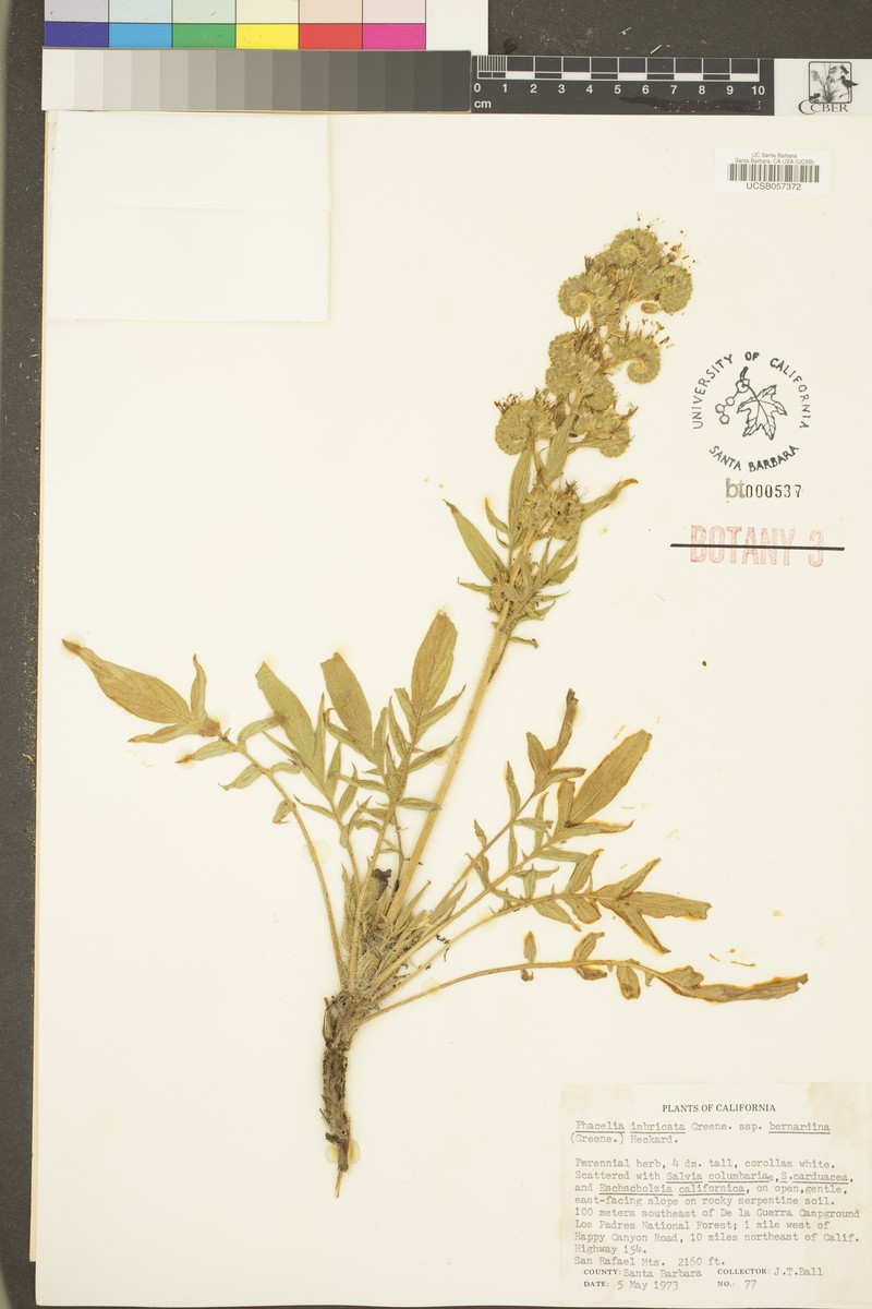 Phacelia imbricata var. bernardina photo 4