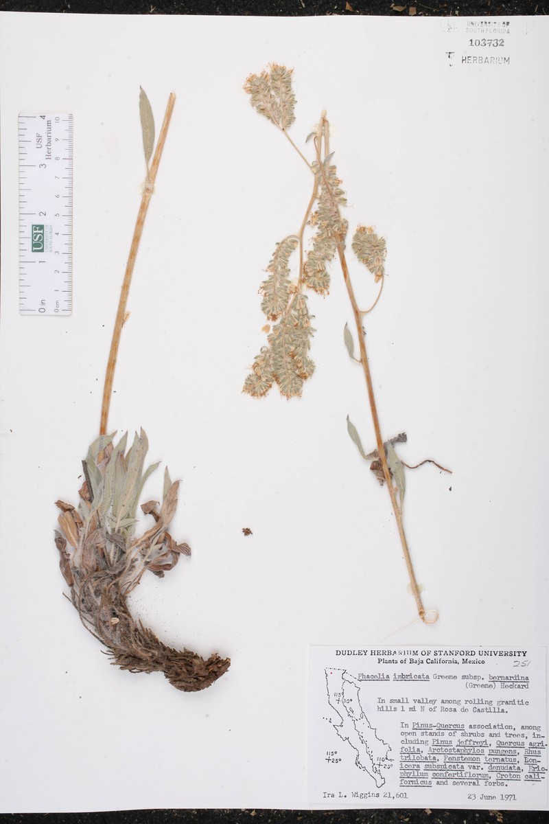 Phacelia imbricata var. bernardina photo 5