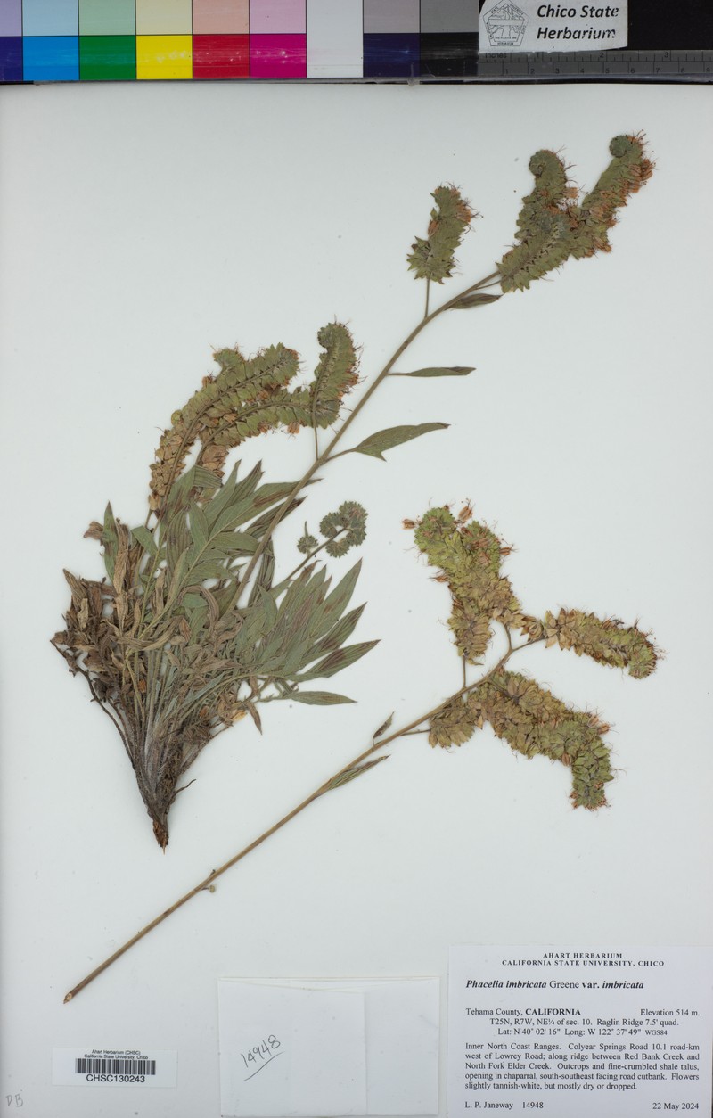 Phacelia imbricata var. imbricata
