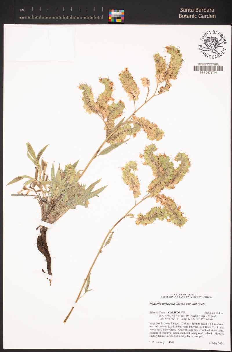 Phacelia imbricata var. imbricata photo 2