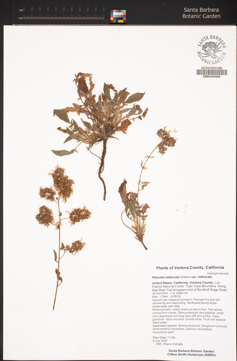 Phacelia imbricata var. imbricata photo 3