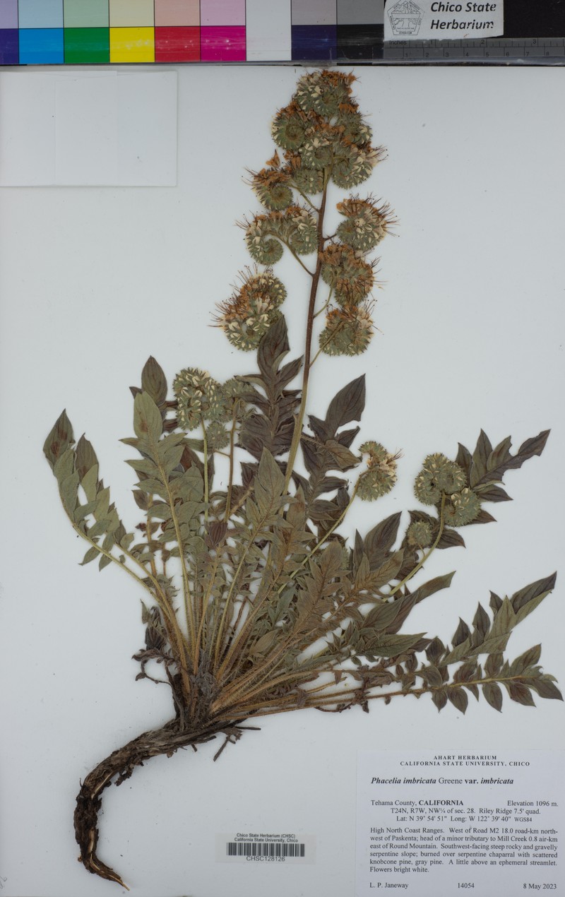 Phacelia imbricata var. imbricata photo 4