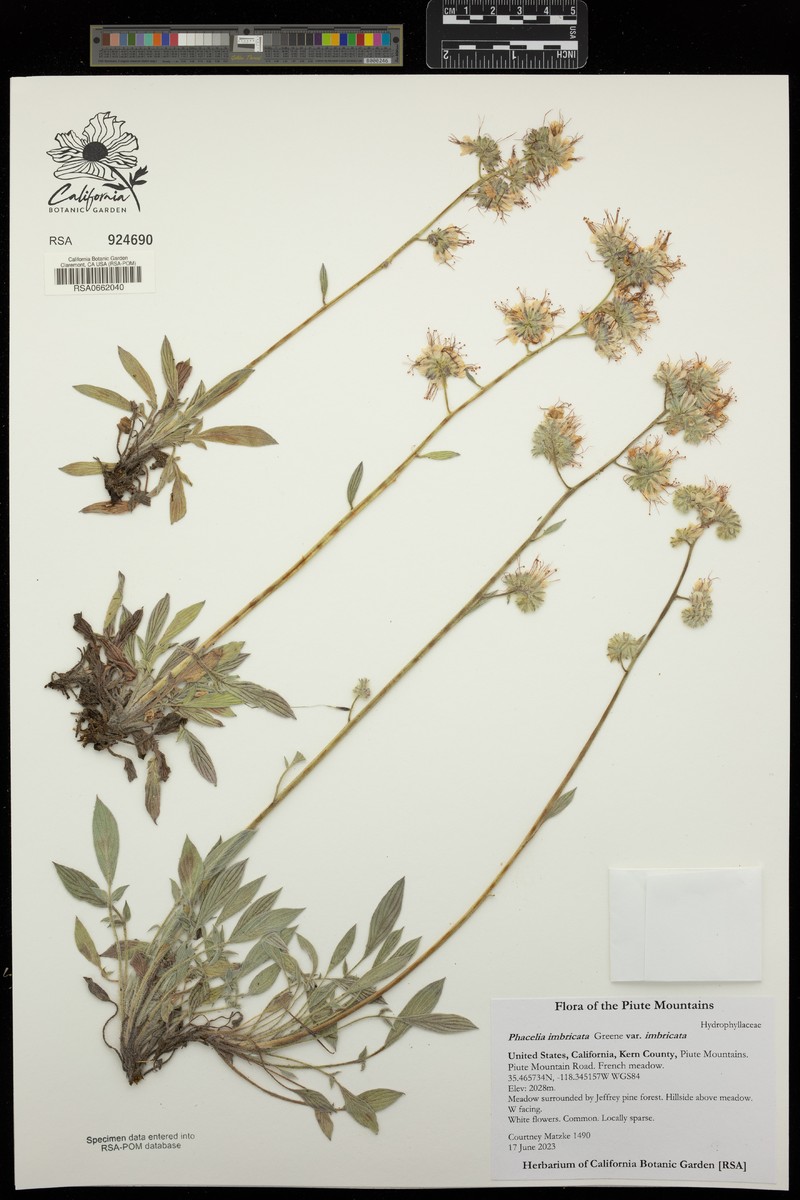 Phacelia imbricata var. imbricata photo 5