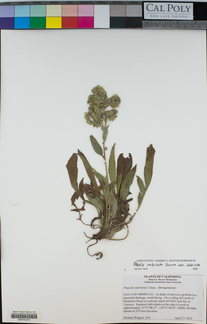Phacelia imbricata var. imbricata photo 6