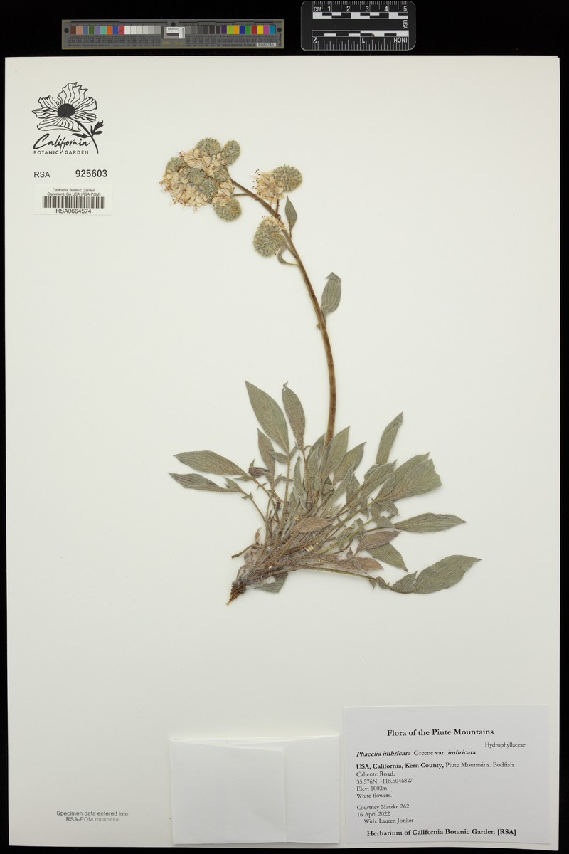 Phacelia imbricata var. imbricata photo 7