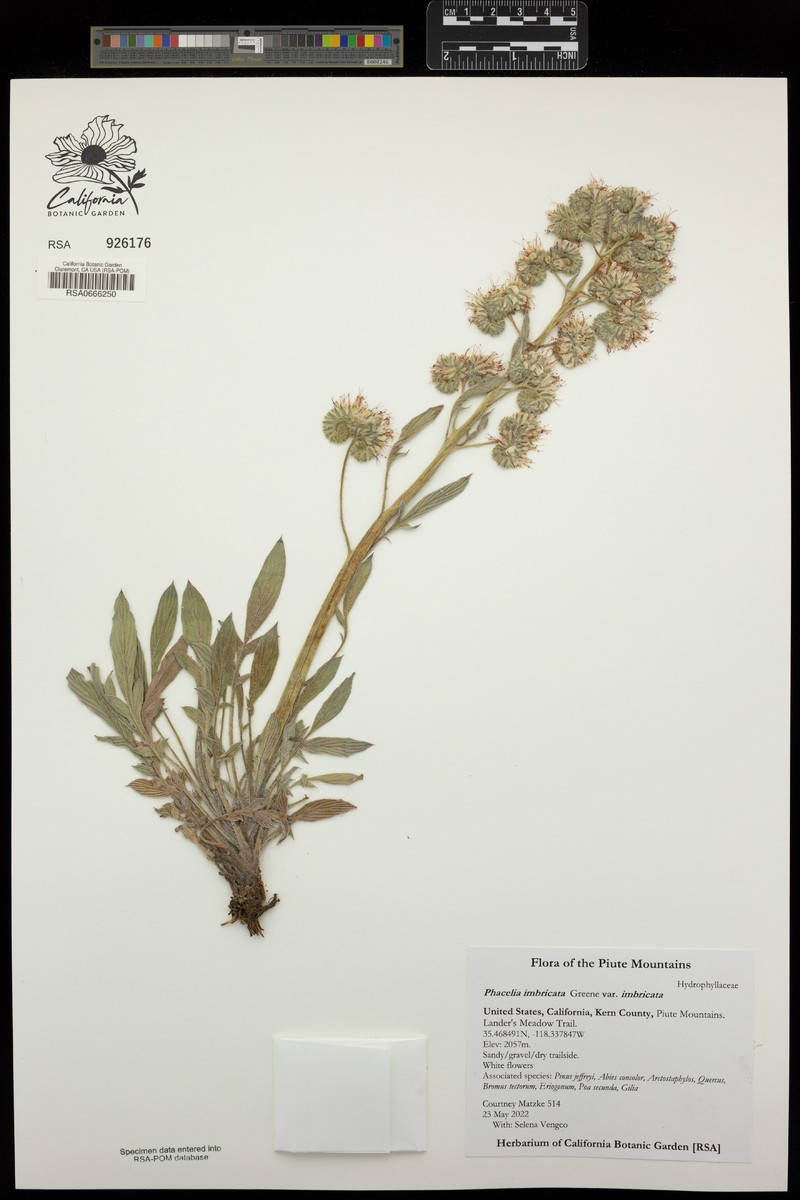 Phacelia imbricata var. imbricata photo 8