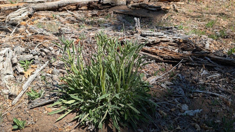 Phacelia imbricata var. patula