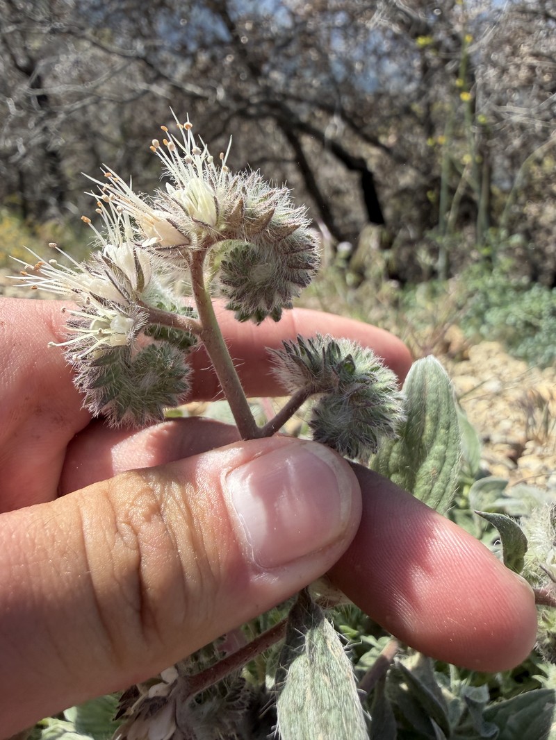 Phacelia imbricata var. patula photo 2