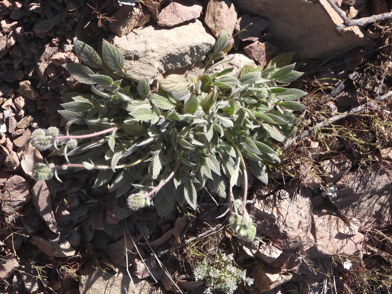 Phacelia imbricata var. patula photo 3