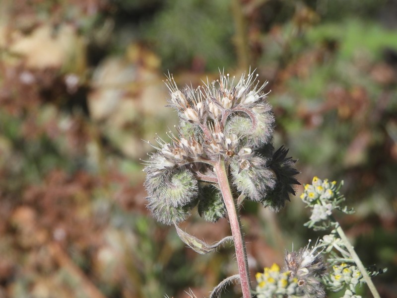 Phacelia imbricata var. patula photo 4
