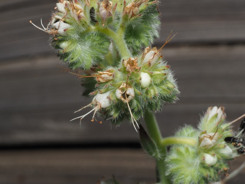 Phacelia imbricata var. patula photo 5