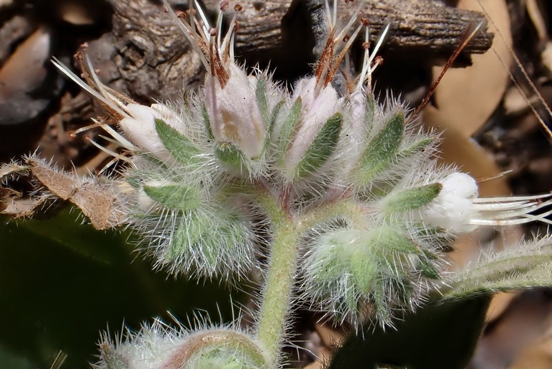 Phacelia imbricata var. patula photo 6