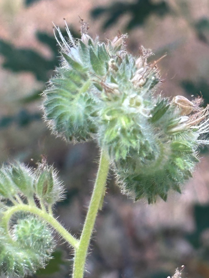 Phacelia imbricata var. patula photo 7