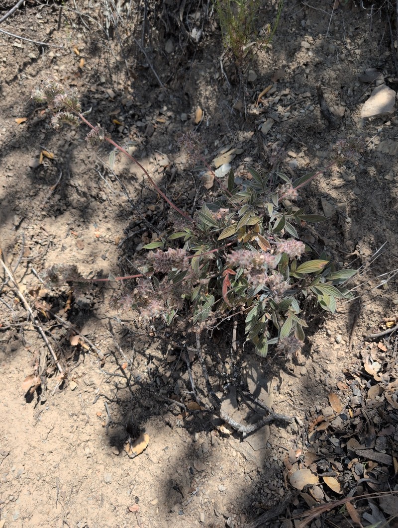 Phacelia imbricata var. patula photo 8