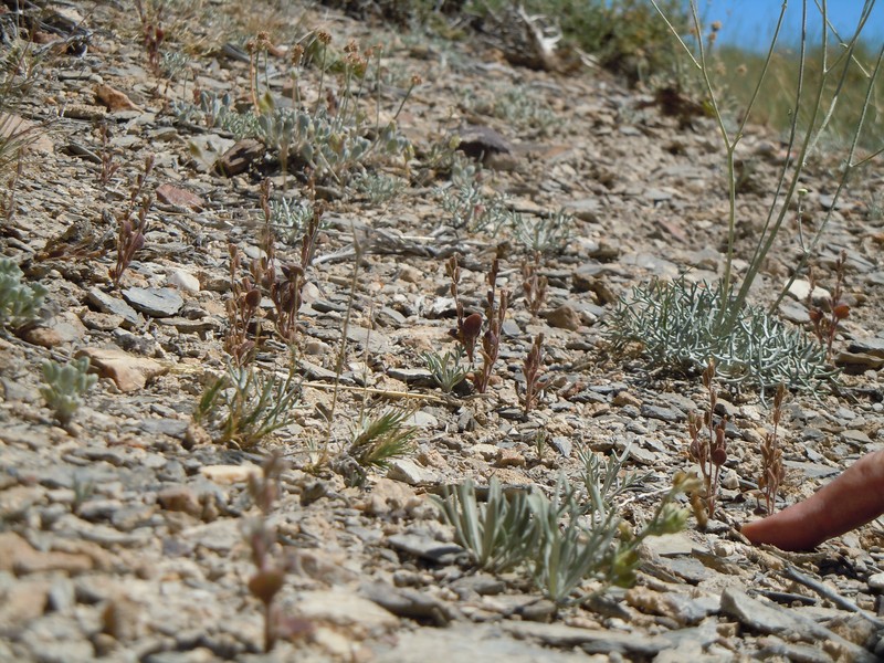 Hoary Phacelia photo 2