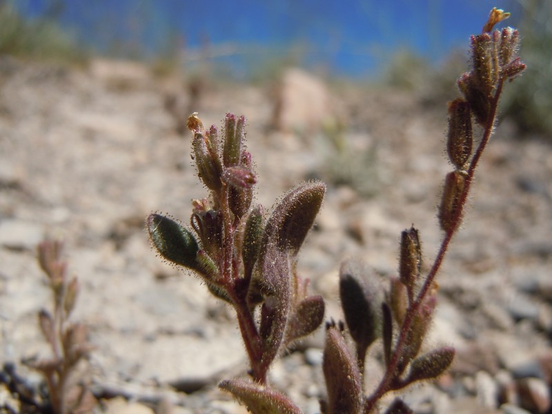Hoary Phacelia photo 3