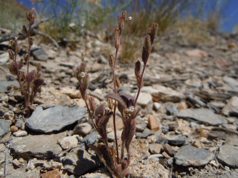 Hoary Phacelia