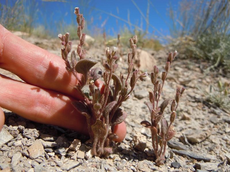 Hoary Phacelia photo 4
