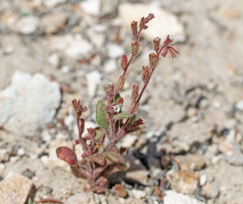 Hoary Phacelia